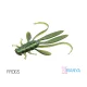 Ninfa Delphin MANYA UVs / 5 pezzi 10.5cm/FROGS