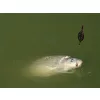 Delphin Method QUIX Cestino Feeder Method L / 100g