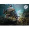 Delphin D Snax Shell 8mm Frankfurti Virsli - Chili Oldódó Wafters 30gr
