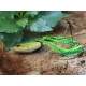 Rapture Dancer Frog 4,5cm 7gr Weed Imitazione Rana