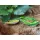 Rapture Dancer Frog 5,5cm 14gr Weed Imitazione Rana