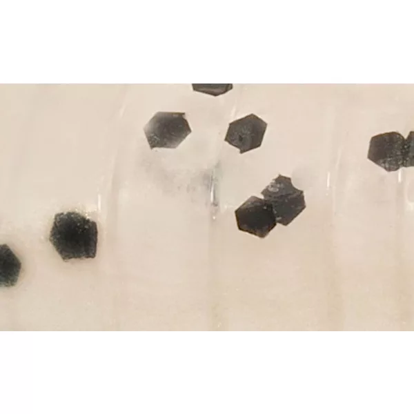 Rapture ULC Water Shrimp 6,2cm 1gr Pearl Blue Esca in gomma morbida 8pz