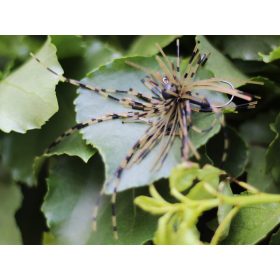 Rapture Fiz Jig C05 2,5gr #04 Esca Artificiale Speciale 2pz