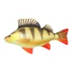 Cuscino a Forma di Pesce Persico