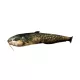 Cuscino a forma di pesce Siluro Baby
