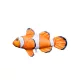 Cuscino a Forma di Pesce Nemo Baby