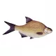 Cuscino a Pesce Abramide 34Cm