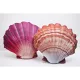 EnergoTeam La Conchiglia Arancione 45cm Cuscino a Forma di Pesce