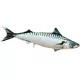 EnergoTeam Lo Sgombro Atlantico 60cm Cuscino a Forma di Pesce