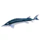 EnergoTeam Lo Storione Europeo Monster 200cm Cuscino a forma di pesce