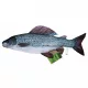 EnergoTeam Il Temolo 65cm Cuscino a forma di pesce