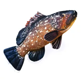 EnergoTeam The Dusky Grouper 100cm Cuscino di Pesce