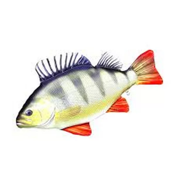 EnergoTeam Il Persico Monster 160cm Cuscino a forma di pesce