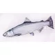EnergoTeam Il Salmone Chinook 90cm Cuscino a forma di pesce