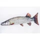 EnergoTeam Il Muskellunge 80cm Cuscino a forma di pesce