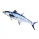EnergoTeam The Mackerel Spanish 102cm Cuscino a forma di pesce