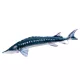 EnergoTeam The European Sturgeon 36cm Cuscino a forma di pesce