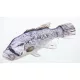 EnergoTeam The Dhufish 80cm Cuscino a forma di pesce