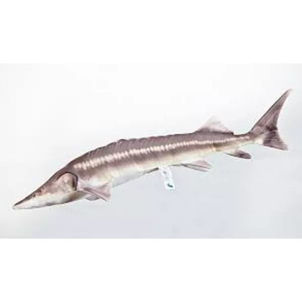 EnergoTeam The Sterlet Sturgeon New 60cm Cuscino a forma di pesce