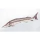 EnergoTeam The Sterlet Sturgeon New 60cm Cuscino a forma di pesce