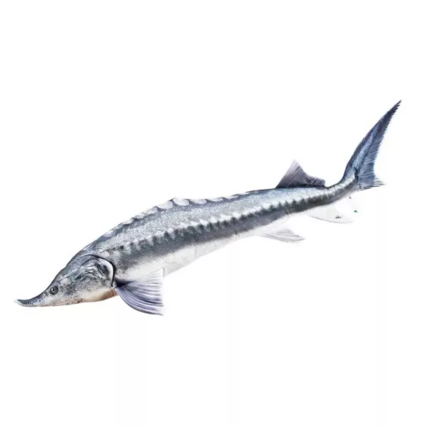 EnergoTeam The Beluga Sturgeon 140cm Cuscino a forma di pesce