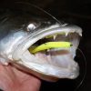 Reiva Flash Shad 10cm 4pz/cf Esca in plastica