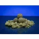 BaitBait Mentor 20mm Tartósított Bojli 1kg