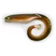 Black Cat Mega Curl Tail Eel 22cm 29gr Esca in Plastica