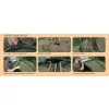 Fox Frontier XD Tenda