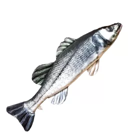 EnergoTeam The European Sea Bass 70cm Cuscino di Pesce