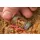Pasturatore Guru Window Feeder S a finestra 40+50gr - Peso intercambiabile