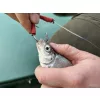 Haldorádó Catfish Rig 4 Terminale per siluri con esca viva ˝Haarmontage˝ 180cm