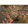 Korum Camo Window Feeder Pasturatore 20g