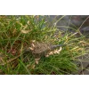 Korum Camo Window Feeder Pasturatore 30g