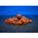 BaitBait 22mm Yo-Da + Ébredő Erő + Rodin Oldódó Bojli 1kg