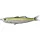 Livetarget Shiner Walking Bait Metallic Lemon Lime 11,5cm 14gr Shad in Gomma