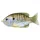 Livetarget Sunfish Walking Bait Natural/Olive Bluegill 7,5cm 12gr Esca Artificiale Pesce Sole