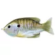 Livetarget Sunfish Walking Bait Natural/Olive Bluegill 7,5cm 12gr Esca Artificiale Pesce Sole