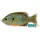 Livetarget Sunfish Walking Bait Natural/Blue Pumpkinseed 7,5cm 12gr Esca Artificiale Pesce Sole