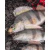 Fox Rage Ultra Realistic Perch Replicant Esca Artificiale in Plastica 10cm 22gr