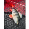 Fox Rage Ultra Realistic Perch Replicant Esca Artificiale in Plastica 14cm 52gr