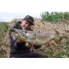 Fox Rage Bulk Loaded Zander Pro Shads UV Firetiger 12cm 4/0 50gr Esca artificiale