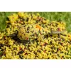 Speciál Mix 2,5mm Fegato Pellet Method Carp 500gr